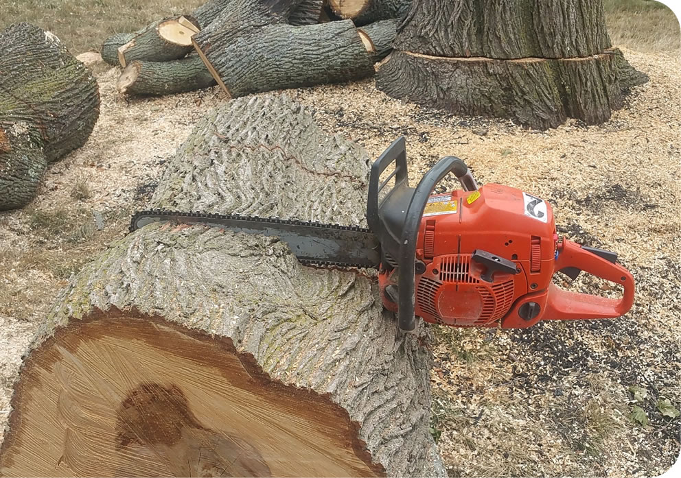 cape-cod-tree-services-clipper-landscape